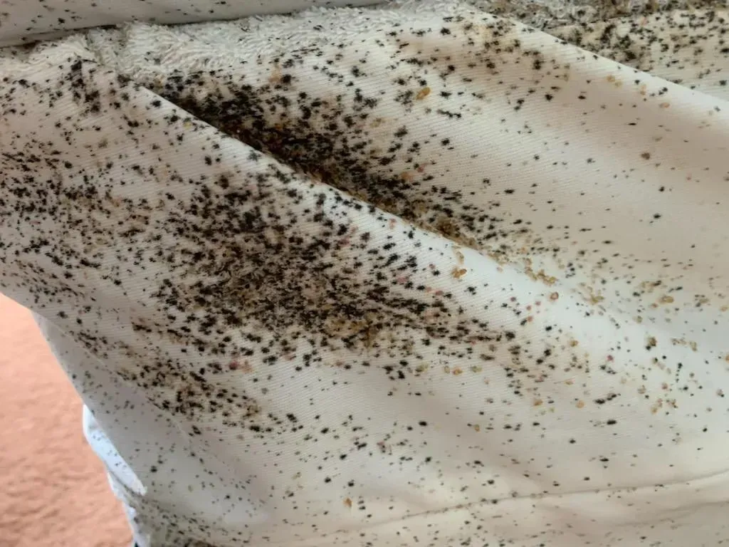 Bed Bugs on Bedsheet Bed Bugs on Bedsheet