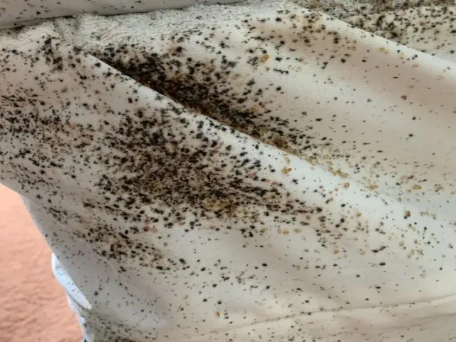 Bed Bugs on Bedsheet Bed Bugs on Bedsheet