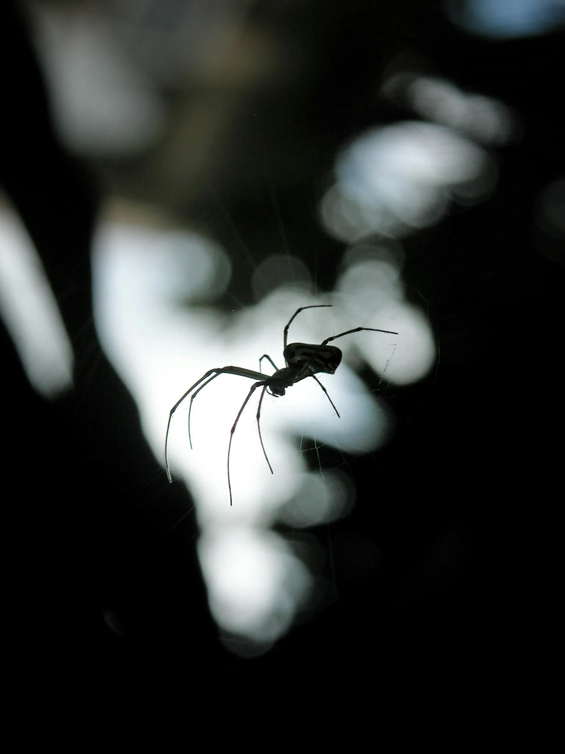professional spider control services in Walpole, NH