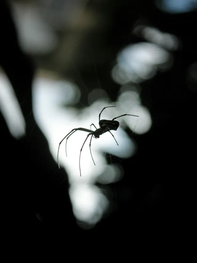 professional spider control services in Walpole, NH