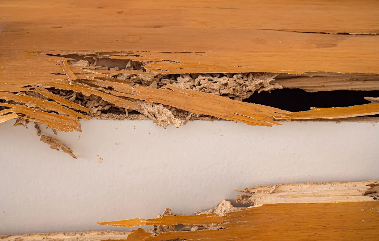 termite control services Ashuelot, NH termite control services Ashuelot, NH