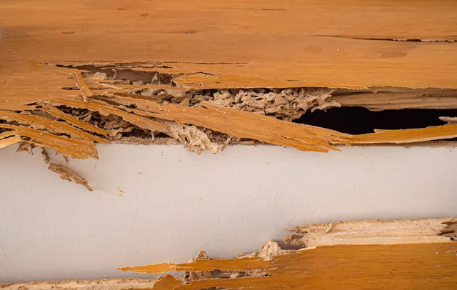 termite control services Ashuelot, NH termite control services Ashuelot, NH